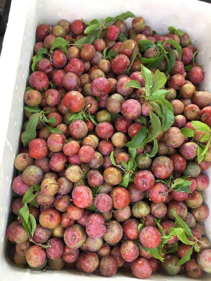 Cô Tâm (một người bán mận ở Hà Đông, Hà Nội) cho biết, mận hậu trái mùa không được ngon như chính vụ nhưng chấm muối ô mai thì rất tuyệt vời.