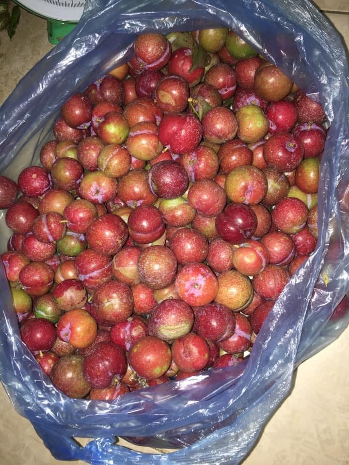 Còn theo chị Thúy (một người bán hoa quả ở Long Biên), mận hậu trái mùa vào đúng dịp gần Tết Nguyên đán nên không ít khách hàng đặt mua 1-2kg về ăn chống ngán ngày Tết.