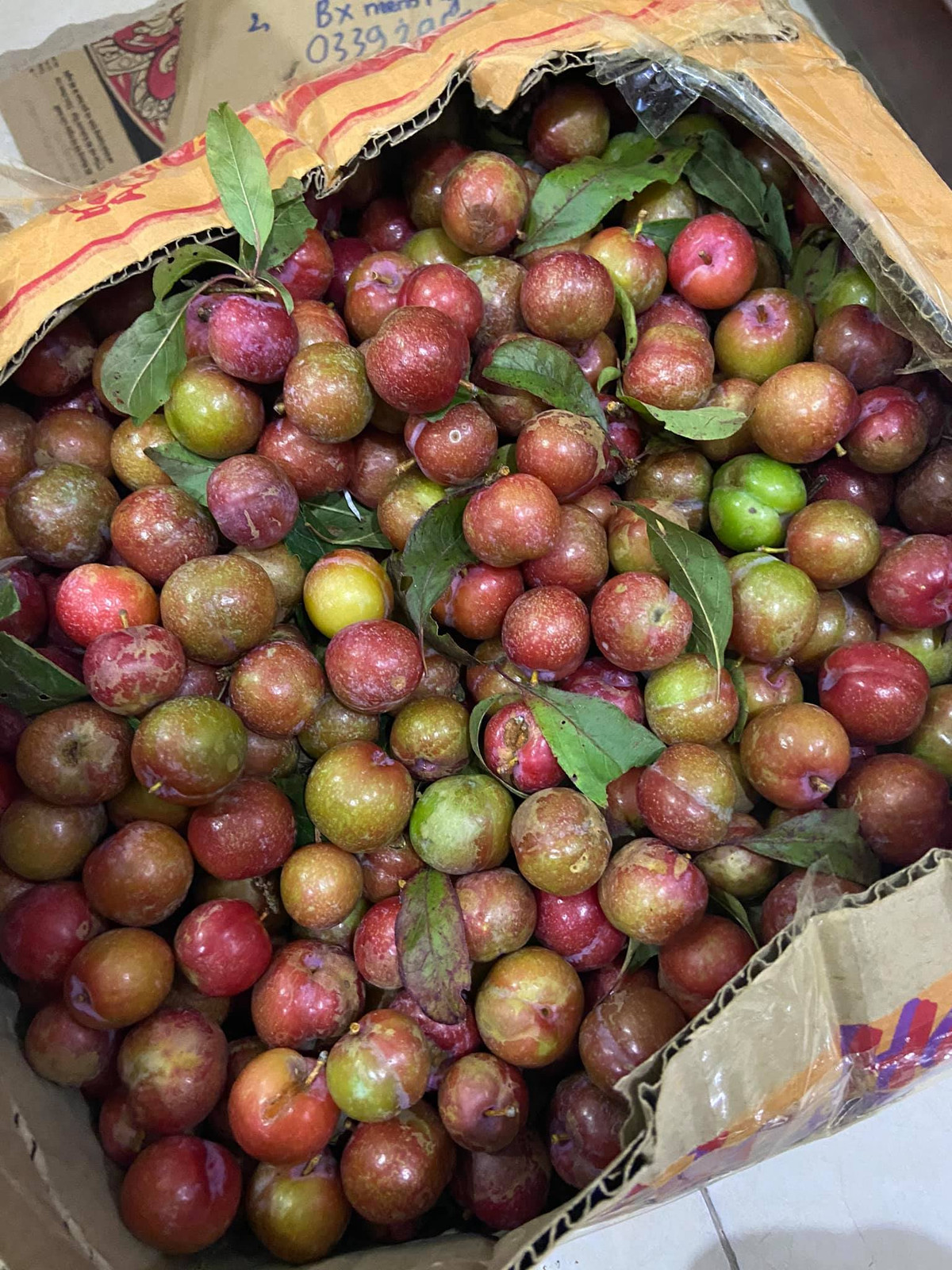 Chị Mai Hoa (Nam Từ Liêm, Hà Nội) đặt mua 1kg mận Mộc Châu trái mùa với giá 180.000 đồng/kg nhưng phải đợi tới một tuần mới nhận được hàng.