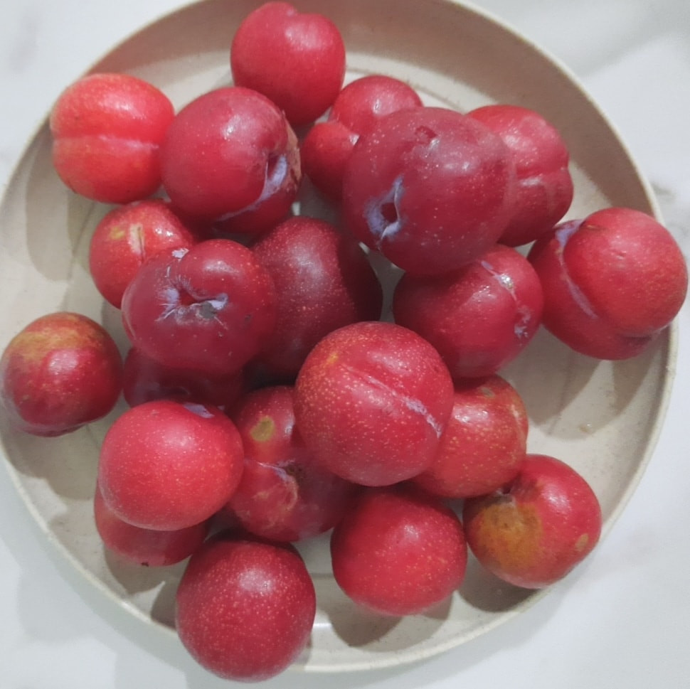 Mỗi chuyến mận về chỉ đủ trả cho khách đặt trước. Nhiều khách đặt muộn phải chờ gom chuyến sau mới có hàng.