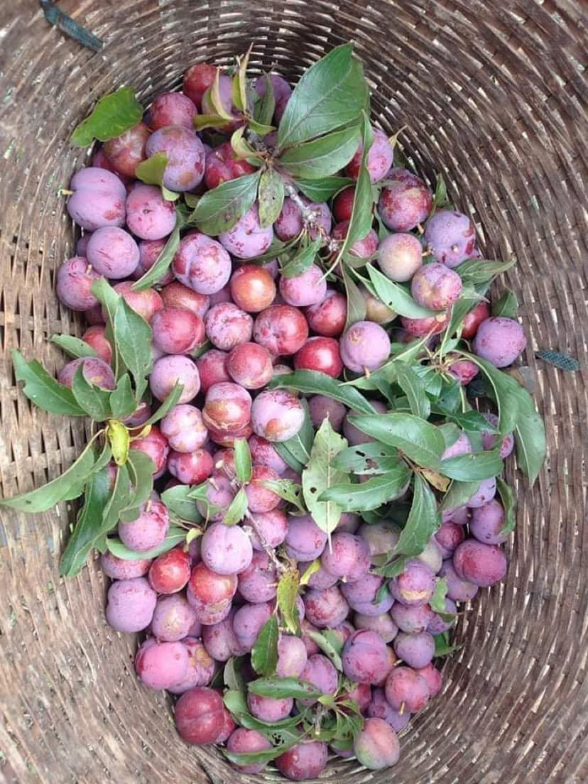 Theo người bán, mận Mộc Châu trái vụ kéo dài từ tháng 12 tới tháng 2. Hiện đang là chính vụ của mận hậu trái mùa.