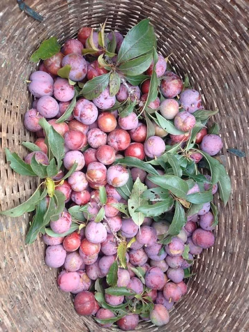 Theo người bán, mận Mộc Châu trái vụ kéo dài từ tháng 12 tới tháng 2. Hiện đang là chính vụ của mận hậu trái mùa.