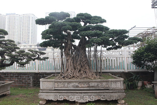 Trong đó, đáng chú ý là cây sanh cổ hàng trăm tuổi cao tới 2,7m, rộng 1m nhưng lại trồng lâu năm trong chậu. Ông Thành mua cây sanh này từ gần chục năm trước với giá 75 triệu đồng. Ảnh: Dân Việt.