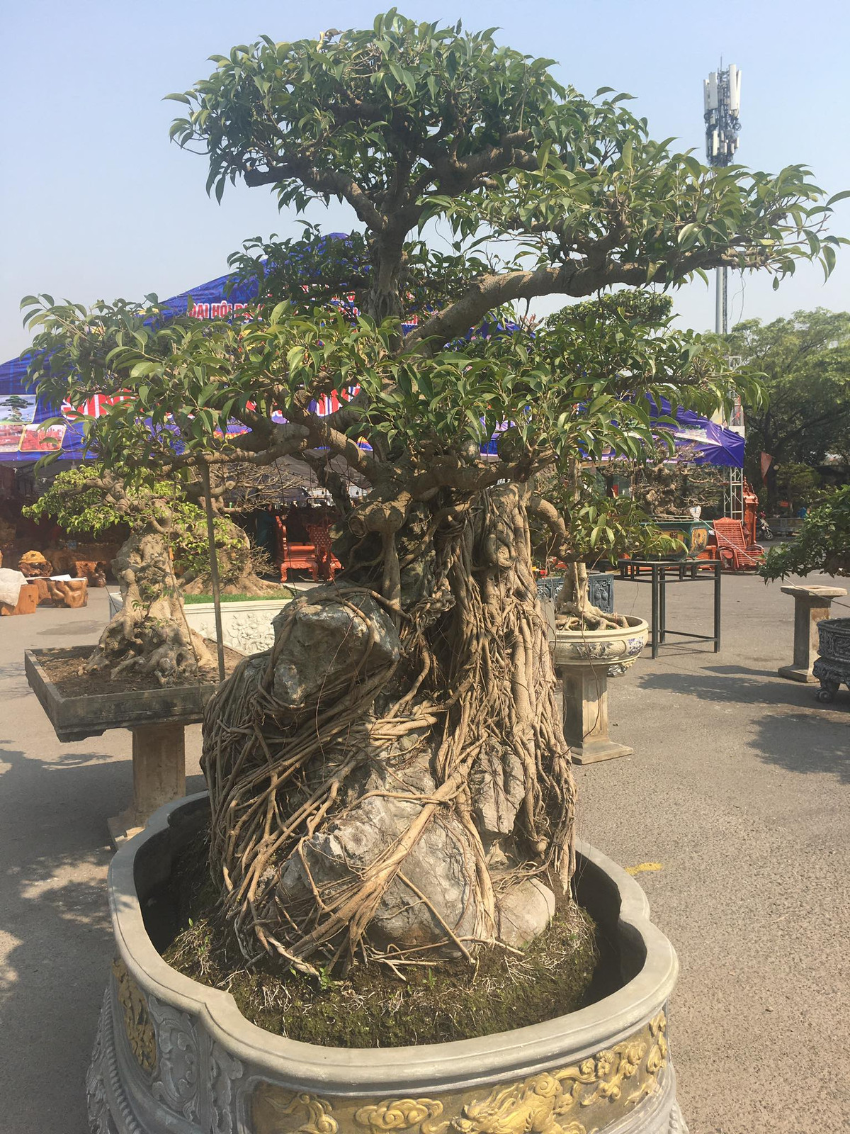 Theo chủ cây, để sở hữu được cây sanh đôcc đáo này, người mua không chỉ bỏ ra hàng trăm triệu mà phải có duyên với cây thì mới chuyển nhượng cho. Ảnh: Người đưa tin.