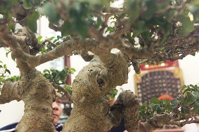 cây sanh “Huynh đệ đồng khoa” có giá cao bởi tìm kiếm và làm được 2 thân tương đồng rất khó, làm bông tán cho hai cây sao cho tương đồng lại càng khó hơn. Ảnh: Dân Việt.