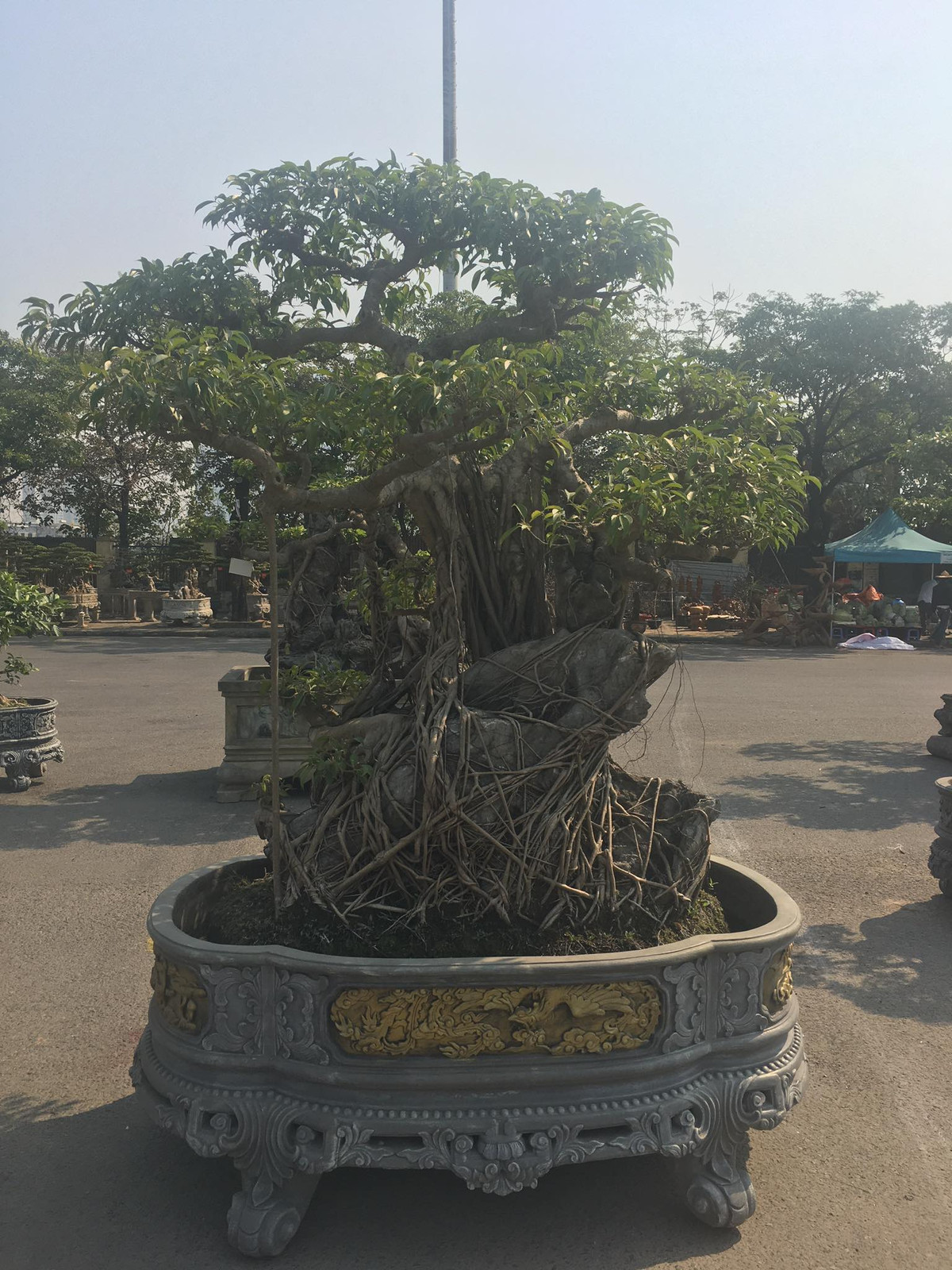 Tại Festival Sinh Vật Cảnh thành phố Hà Nội vừa qua, cây sanh nhỏ nhưng tay cành được tạo tác độc đáo thu hút sự quan tâm của đông đảo người xem. Ảnh: Người đưa tin.