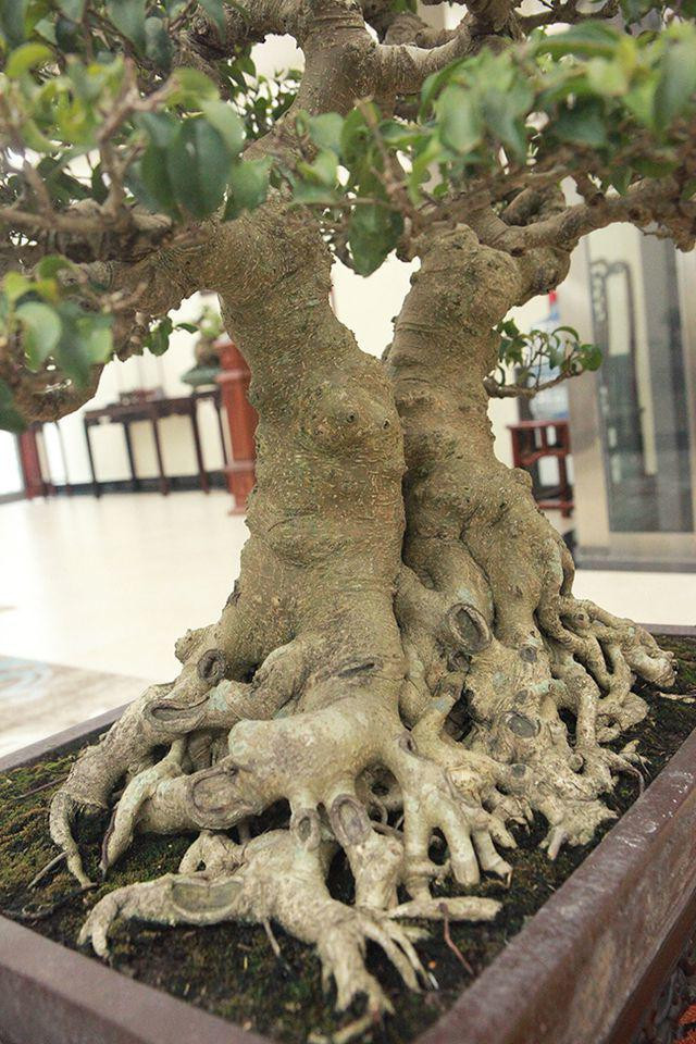 Cây sanh cao 60cm, đường kính bệ rễ 40cm. Hai thân đối xứng, thon dần từ gốc lên ngọn. Ảnh: Dân Việt.