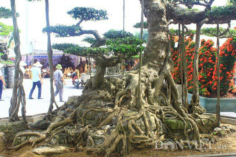 Cây có u sần sùi, bệ dài 2,8m, chiều ngang 1,6m, bộ rễ của cây ôm trọn lấy đá, từ mặt chậu đến đỉnh cây cao 3,4m. Ảnh: Dân Việt.