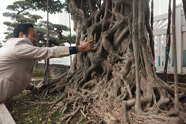 Sau nhiều năm chăm sóc, cây sanh cổ trở thành tác phẩm "Huynh đệ tương cố" (Anh em tương trợ, đùm bọc nhau) được đánh giá rất cao. Nhiều người sẵn sàng bỏ ra hàng tỉ đồng để mua nhưng ông Thành không bán. Ảnh: Dân Việt.