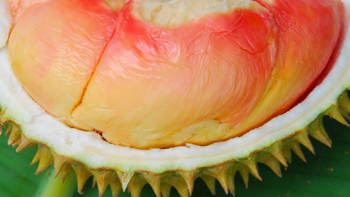 Múi sầu riêng cầu vồng dày, đặc, hơi dính và sệt như kem. Hạt dẹt, kích thước vừa phải.