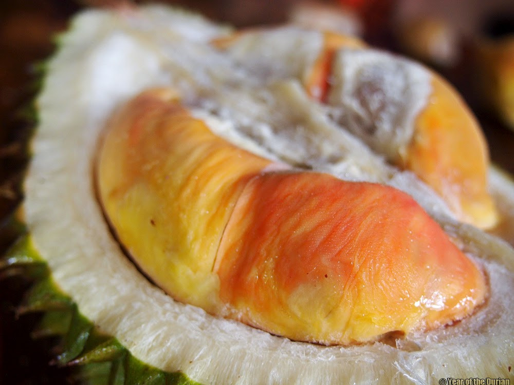  Sầu riêng Pelangi được tạo ra từ ba loài sầu riêng khác biệt. Sự lai tạo phức tạp này tạo ra thịt quả có màu loang lổ rực rỡ.