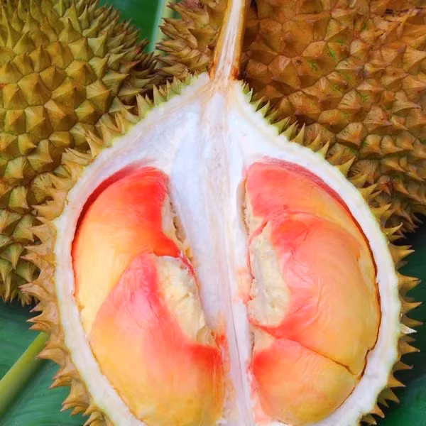 Sầu riêng Pelangi là loại quả lớn, dài trung bình từ 20 - 30 cm. Vỏ rất cứng có màu từ xanh lá cây, vàng, đến nâu với một vài đường sọc.