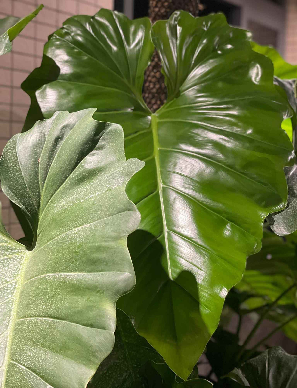 Sau một năm chăm sóc, đến nay thành quả của vợ chồng Khánh Thi - Phan Hiển là một khu vườn kiểng lá xanh mướt. Ảnh: Thoidaiplus