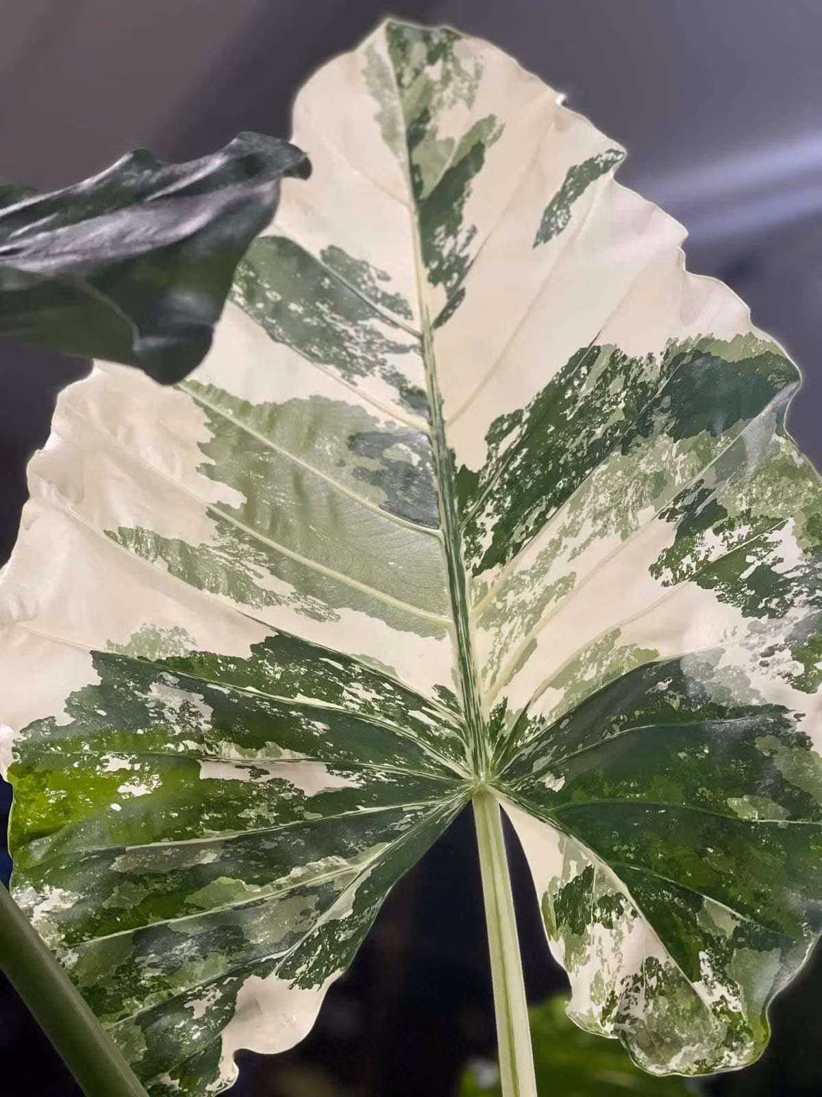  Vườn kiểng lá của Khánh Thi - Phan Hiển có nhiều dòng cây đột biến, lá màu sắc đẹp và độc lạ. Ảnh: Thoidaiplus