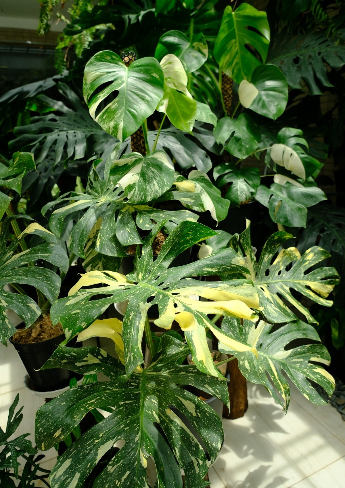 Về giá trị của khu vườn, Phan Hiển cho biết, chỉ tính riêng cây thì anh đầu tư khoảng vài trăm triệu. Ngoài ra còn nhiều chi phí khác nên khó định giá cụ thể. Anh: Ngoisao