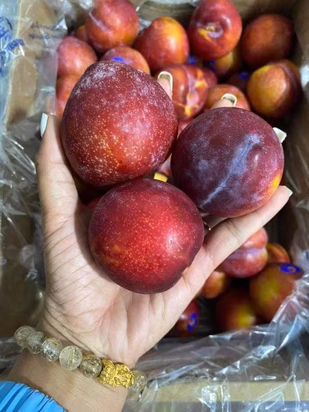 Mận Úc có giá dao động trong khoảng 105.000 - 185.000 đồng/kg, tùy kích cỡ to, nhỏ. Mức giá này thấp hơn so với mận hậu Sơn La đầu mùa đang bán trên thị trường từ 180.000 - 250.000 đồng/kg. Ảnh: Facebook.