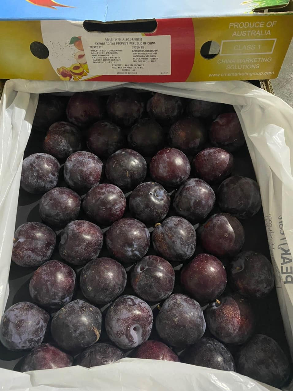 Cô Thanh (một người bán hoa quả ở Hà Đông, Hà Nội) tiết lộ, mỗi ngày bán được khoảng 20kg mận Úc khổng lồ. Ảnh: Facebook.