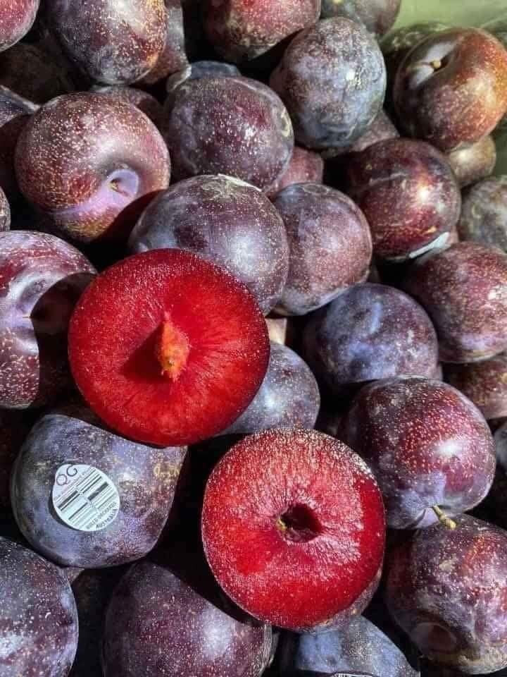 Mận khủng long chín có màu đỏ au đẹp mắt, thịt dày, ăn có vị ngọt thanh. Ảnh: Facebook.