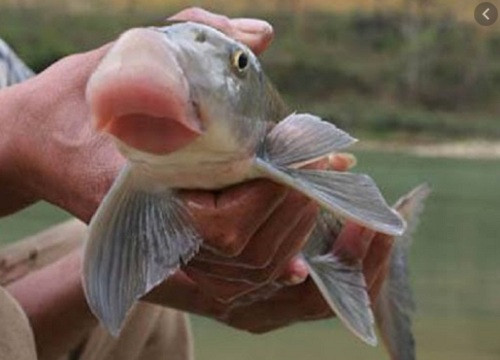 Hiện, cá Anh Vũ trong tự nhiên rất hiếm một con cá đánh bắt tự nhiên có thể được trả giá lên tới cả chục triệu đồng/kg. Ảnh: Vietnamnet