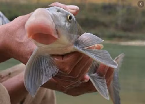 Hiện, cá Anh Vũ trong tự nhiên rất hiếm một con cá đánh bắt tự nhiên có thể được trả giá lên tới cả chục triệu đồng/kg. Ảnh: Vietnamnet