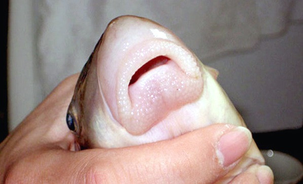 Tại Việt Nam, cá Anh Vũ đã được nuôi thành công nhưng vẫn rất đắt, khoảng 700.000-1 triệu đồng/kg vì việc nuôi rất kỳ công, tốn kém và phải mất trên 2 năm thì cá mới đạt đủ trọng lượng để có thể làm thịt. Ảnh: Vietnamnet.