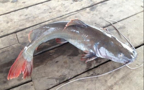 Xưa kia, cá lăng trở thành đặc sản tiến vua bởi mùi vị thơm ngon đặc trưng, ít xương dăm, giàu chất dinh dưỡng. Ảnh: Internet