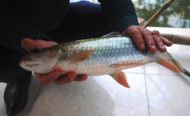 Cá bỗng chậm lớn nên sản lượng nuôi trồng không nhiều, cá bỗng tự nhiên lại càng hiếm hoi. Giá cá bỗng hiện dao động từ 750.000 đến cả triệu đồng/kg. Ảnh: Dân Việt.