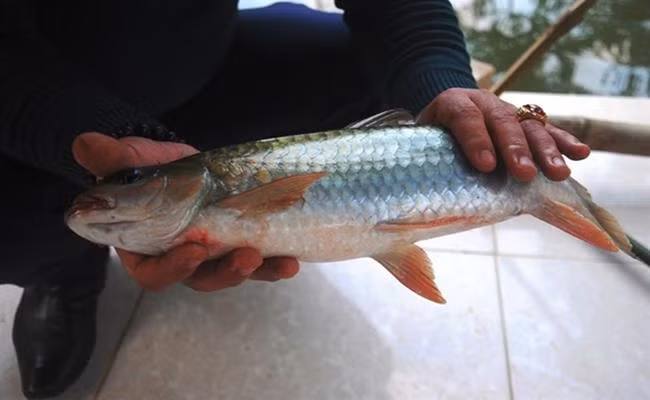 Cá bỗng chậm lớn nên sản lượng nuôi trồng không nhiều, cá bỗng tự nhiên lại càng hiếm hoi. Giá cá bỗng hiện dao động từ 750.000 đến cả triệu đồng/kg. Ảnh: Dân Việt.