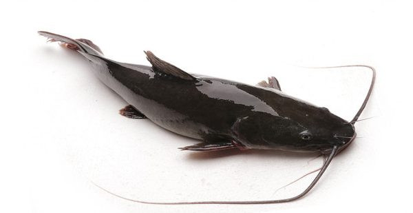 Trung bình, cá lăng có giá dao động từ 120.000 – 700.000 đồng/kg tùy chủng loại. Ảnh: Internet