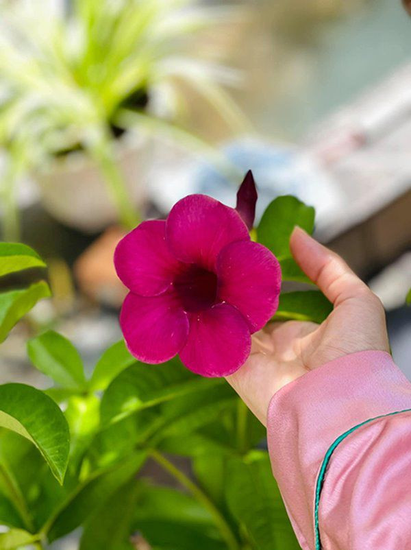 Nam diễn viên hài cho biết cần mẫn chăm chút hoa từng ngày để vợ con luôn cảm thấy thư giãn trong nhà. Ảnh: FBNV