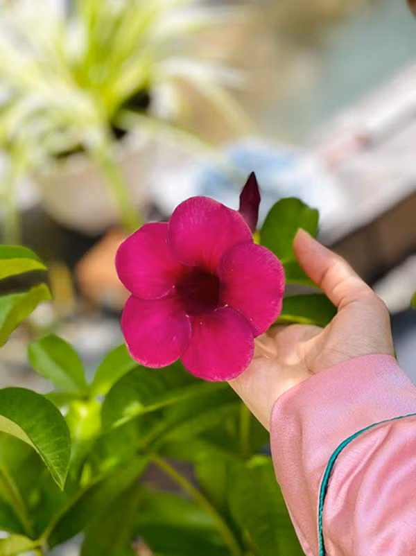 Nam diễn viên hài cho biết cần mẫn chăm chút hoa từng ngày để vợ con luôn cảm thấy thư giãn trong nhà. Ảnh: FBNV