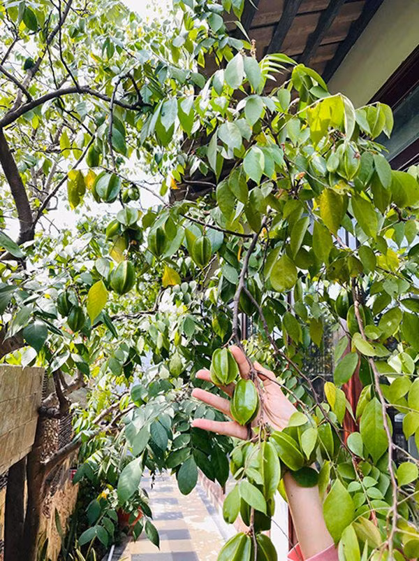 Cây khế trước sân cho nhiều quả và tỏa bóng mát. Ảnh: FBNV