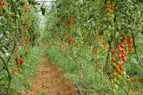 Vườn cà chua sai trĩu quả.