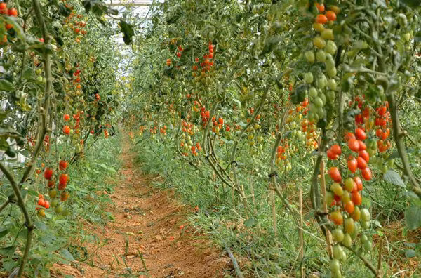 Vườn cà chua sai trĩu quả.