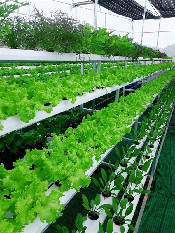Mô hình trồng rau sạch trong khu vườn của Lý Nhã Kỳ. Chủ yếu là xà lách, cải ngọt...