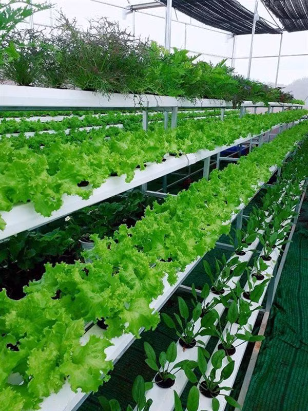 Mô hình trồng rau sạch trong khu vườn của Lý Nhã Kỳ. Chủ yếu là xà lách, cải ngọt...