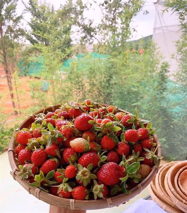 Mẹt dâu tươi, trái to hái trong vườn.