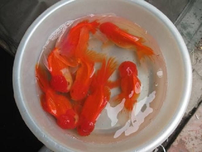 Cach cung ong Cong ong Tao o 3 mien khac nhau the nao?