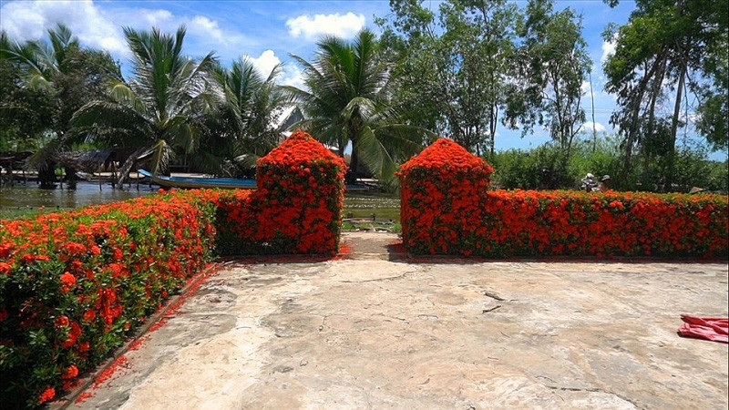 Mỗi đợt hoa nở, ngôi nhà của ông Ẩn như sáng rực một góc sông khiến người sống ở thành thị không thôi xuýt xoa, thích thú. Ảnh: Lao động.