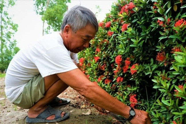Mỗi năm, hoa bông trang nở 2 đợt hoa, chiều ngang 50cm, cao 70cm và dài khoảng 30m. Ảnh: Dân Việt.