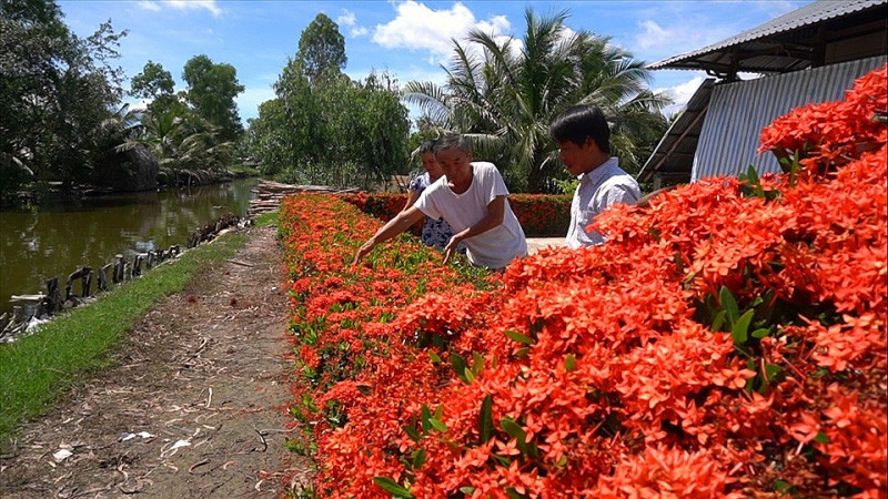 Hoa bông trang còn gọi là hoa mẫu đơn đỏ tượng trưng cho sự phú quý, giàu sang và mang đến thịnh vượng cho gia chủ. Ảnh: Lao động.