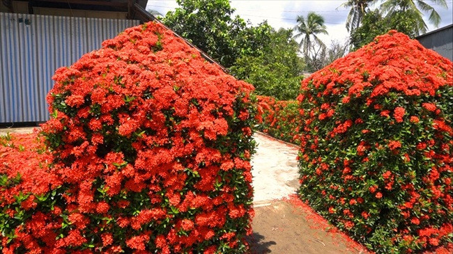 Toàn bộ cổng và hàng rào đều được gia chủ “xây” bằng loài hoa bông trang lá nhỏ, cây xanh tốt, hoa đỏ rực. Ảnh: Dân Việt.