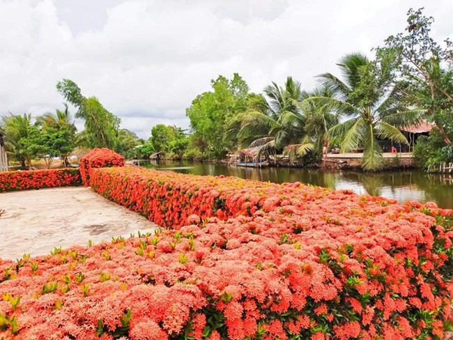 Sau mỗi đợt nở hoa ông chăm sóc, cây lại lên nụ khoảng 2 tháng sẽ cho đợt hoa tiếp theo. Ảnh: Dân Việt.