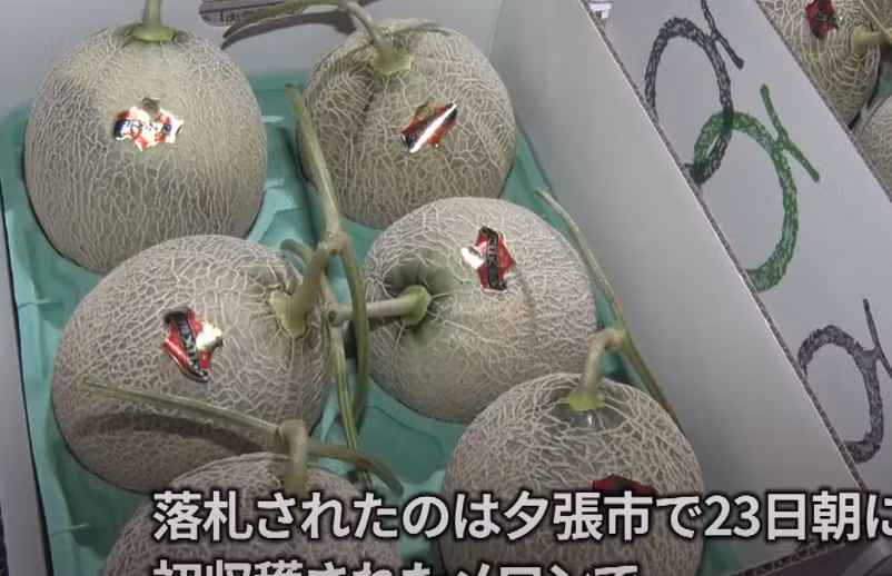 Loại dưa lưới này được coi là “cao cấp” của người Nhật phải đảm bảo những tiêu chuẩn khắt khe nhất trong trồng và thu hoạch. Ảnh: Kyodonews.