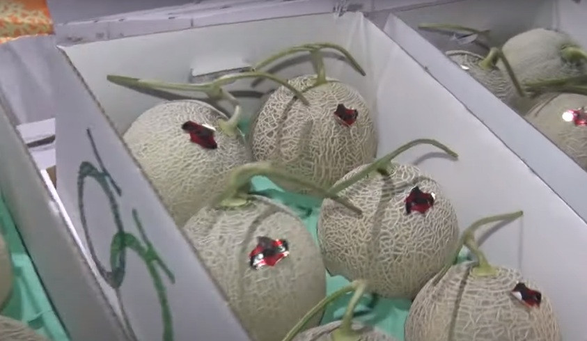 Mỗi trái dưa lưới Yubari cao cấp chỉ có một trái trên một thân dây để tập trung dinh dưỡng, đảm bảo đúng kích thước và độ ngọt quy định. Ảnh: Kyodonews.