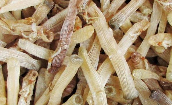 Cũng vì thế mà nhiều nhà giàu lùng mua bằng được vài cân sá sùng về trữ trong bếp dù giá thành không hề rẻ.