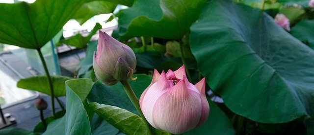 Cứ thế những bông sen lung linh đầy nghệ thuật lại đua nhau khoe. Ảnh: Tiền phong