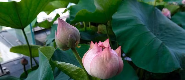 Cứ thế những bông sen lung linh đầy nghệ thuật lại đua nhau khoe. Ảnh: Tiền phong