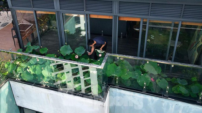 Anh Nguyễn Thanh Tùng chi biết, trồng sen ở tầng 30 vừa là sở thích cá nhân, vừa là lựa chọn phù hợp với không gian sống và chăm sóc. Ảnh: Tiền phong.