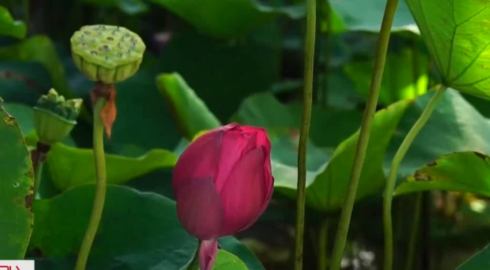 Vợ chồng anh Tùng từng chia, ngăn hồ để trồng đủ loại sen hiếm, có lúc lên tới 10 loại gồm bạch liên, S1000, supper lotus, hoàng yến, sen Nhật, sen Thái...Ảnh: Vnews.